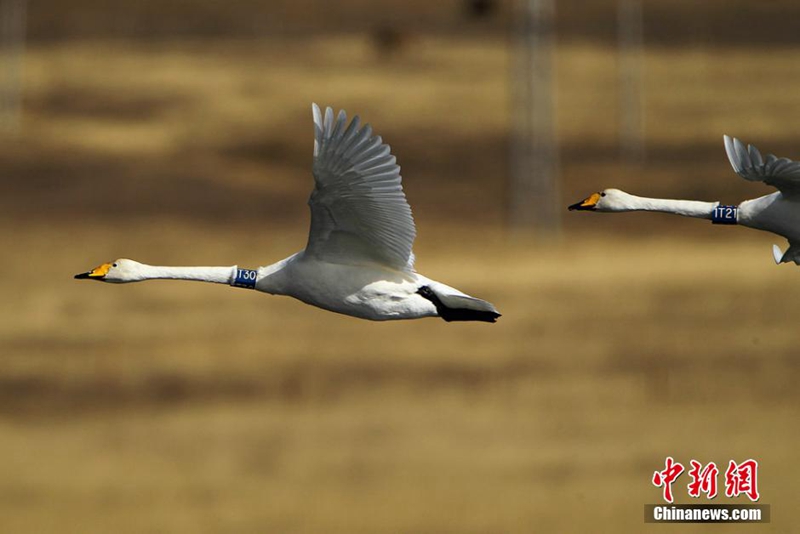 高清:甘肃尕海湿地面积达历史之最+栖息鸟类超