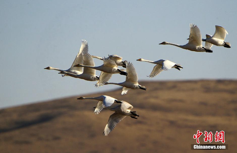 高清:甘肃尕海湿地面积达历史之最 栖息鸟类超