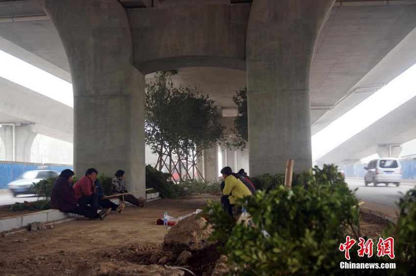 高清:再访郑州立交桥下种树