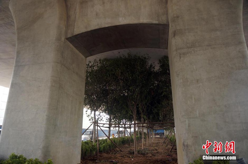 高清:再访郑州立交桥下种树