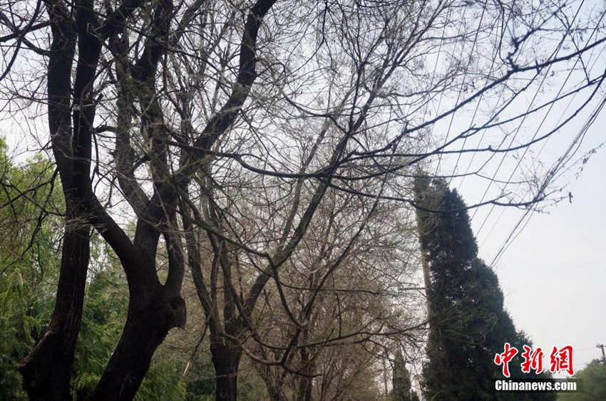 高清:郑州百棵国槐遭虫袭 不见绿叶只见白丝