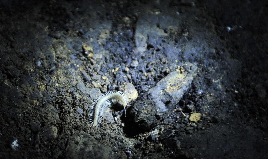 高清:重庆金佛山申遗 高海拔洞穴首次向媒体开