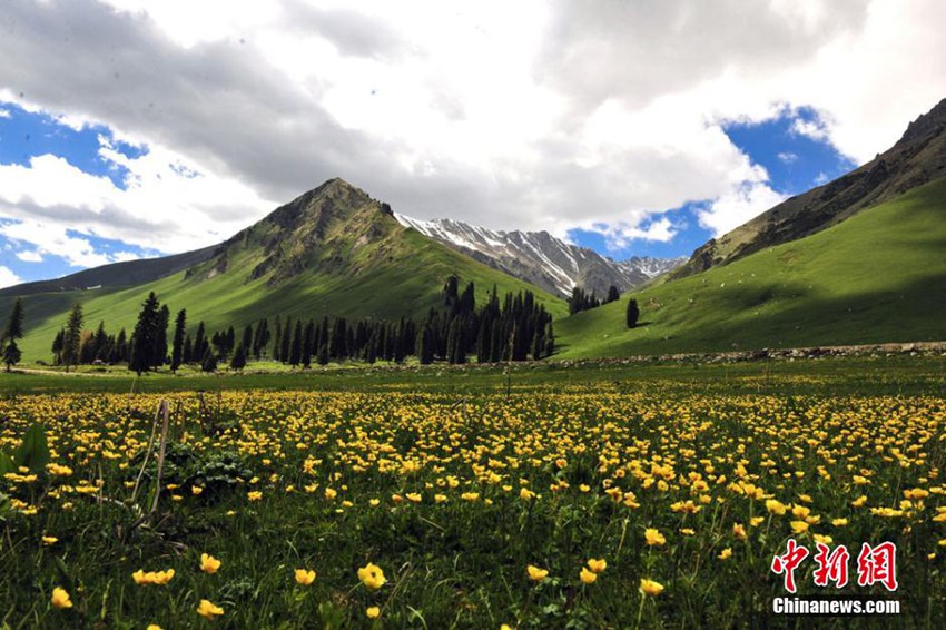 高清:新疆伊犁唐布拉大草原现冬夏交融美景
