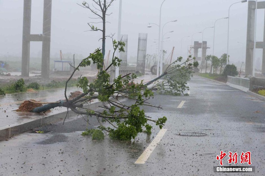 高清:台风"麦德姆"登陆福建 带来狂风暴雨