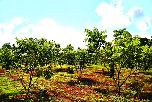 红果老黑山核桃种植农业园区二万四千亩核桃效