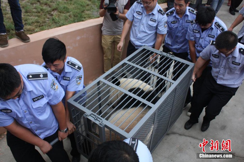 高清:两熊猫乘飞机抵江苏盐城 将旅居三年