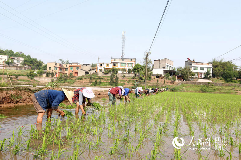 5月3日，四川泸州市纳溪区棉花坡镇安富村村民忙着插秧。杨涛 摄