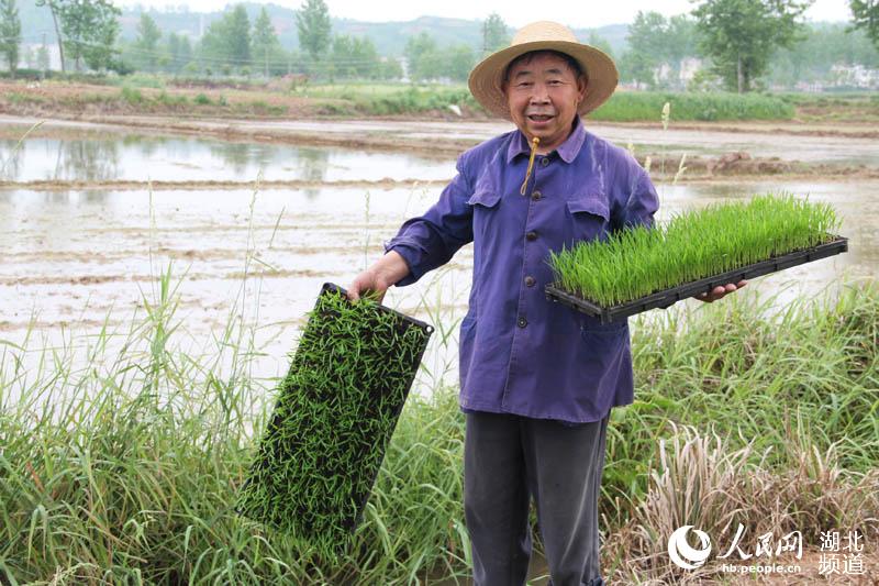 5月3日，湖北谷城县冷集镇农民正在选购抢插秧苗。王轩玲 摄