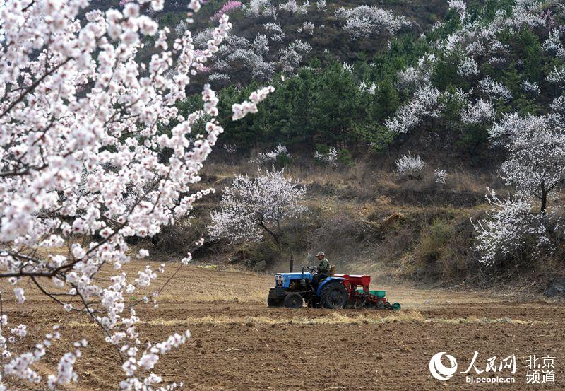北京延庆县永宁镇，在花团繁簇的田地里，农民正繁忙地播撒玉米种子，四周环绕着花山花海，与辛劳的春耕景象，构成了一幅至美绝伦的春之画。贾德勇 摄