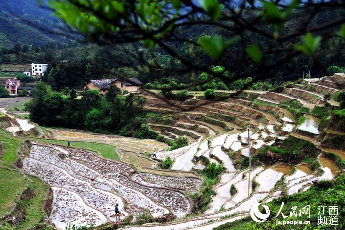 春末夏初，江西遂川山区农民在梯田劳作，人与自然构成一幅美丽的田园画。时雨、李建平摄