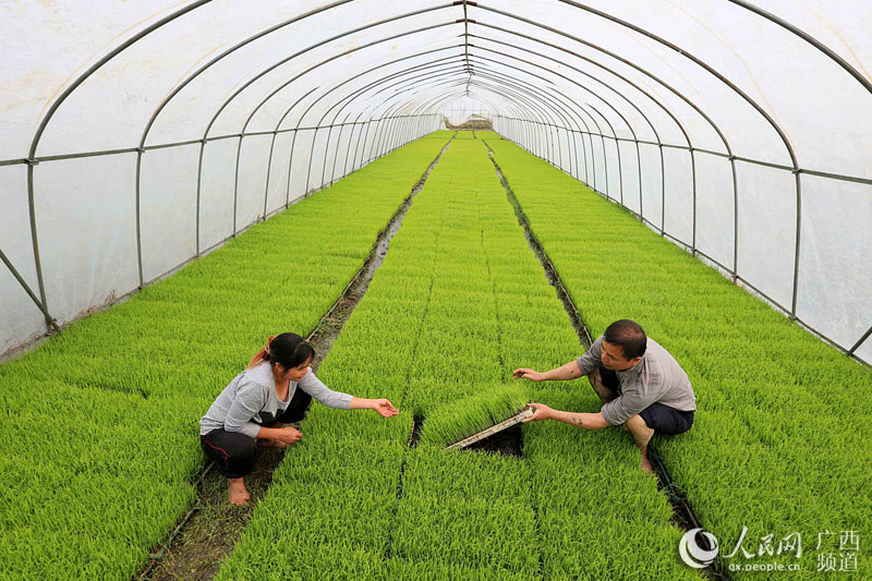 4月15日，在融安县浮石镇丽光农机合作社，技术人员在查看秧苗生长情况。谭凯兴 摄