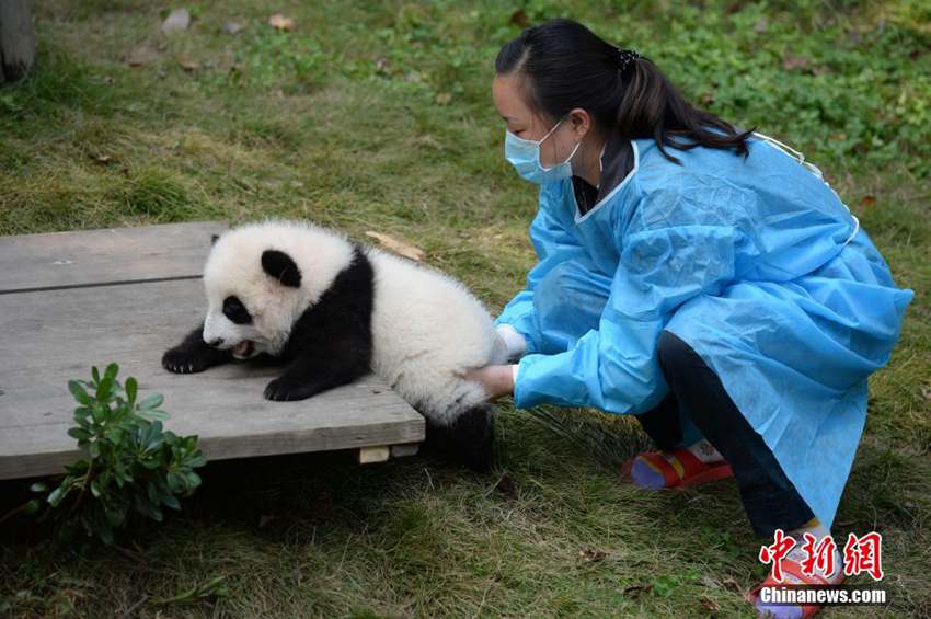 高清:成都大熊猫叠罗汉领食物