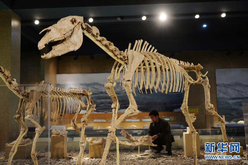 高清:甘肃和政古生物化石博物馆对近万件动物
