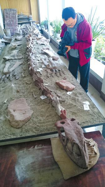 高清:四川会理发掘两亿年前恐龙化石 或填补恐龙断代空白