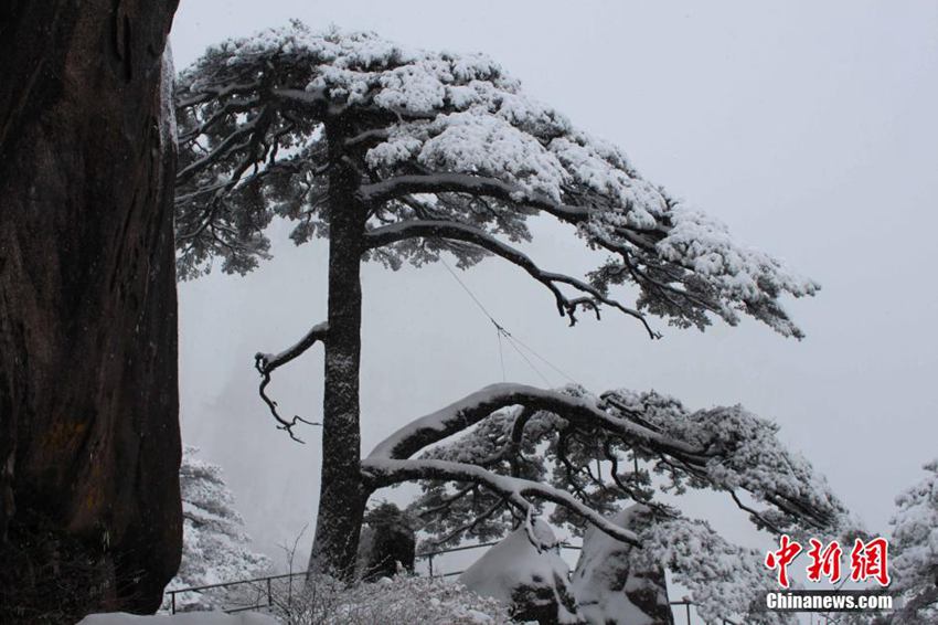 1月21日,雪中迎客松.中新社记者 张天天 摄