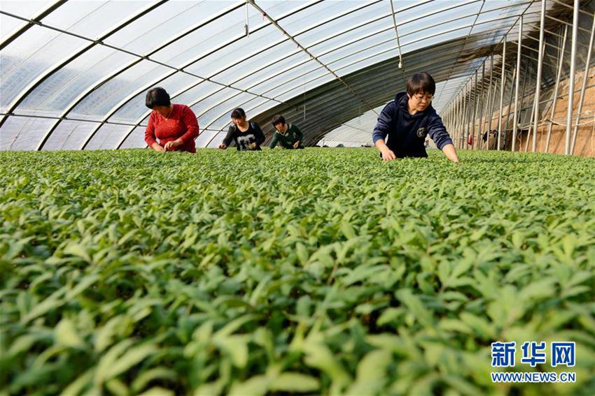 什么是集约化育苗 MAIN201711290808000009486178093.jpg