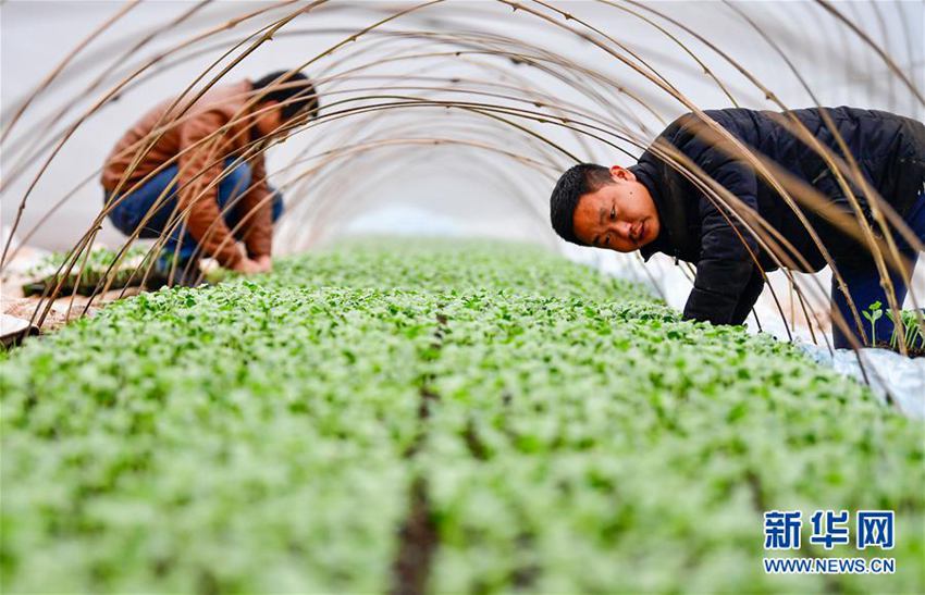 3月6日，重庆市垫江县曹回镇安山村的育苗大棚内，种植大户黄练（右一）在大棚内检查西瓜苗下的发热导线铺设是否达到了要求。