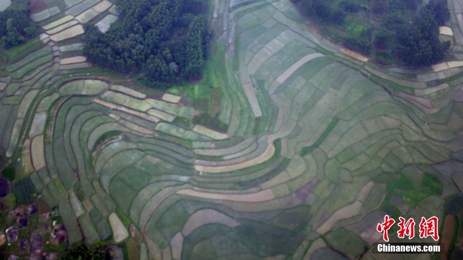 广西来宾市兴宾区三五镇古炼村是个三百多人的小山村。地处丘陵地带,拥有一百多亩梯田。层层叠叠的梯田,在稻谷种植以后,美丽如画。该村交通便利,距来宾到马山高速公路来宾南出口不到10公里,三级公路通达村旁。蒋雪林 摄