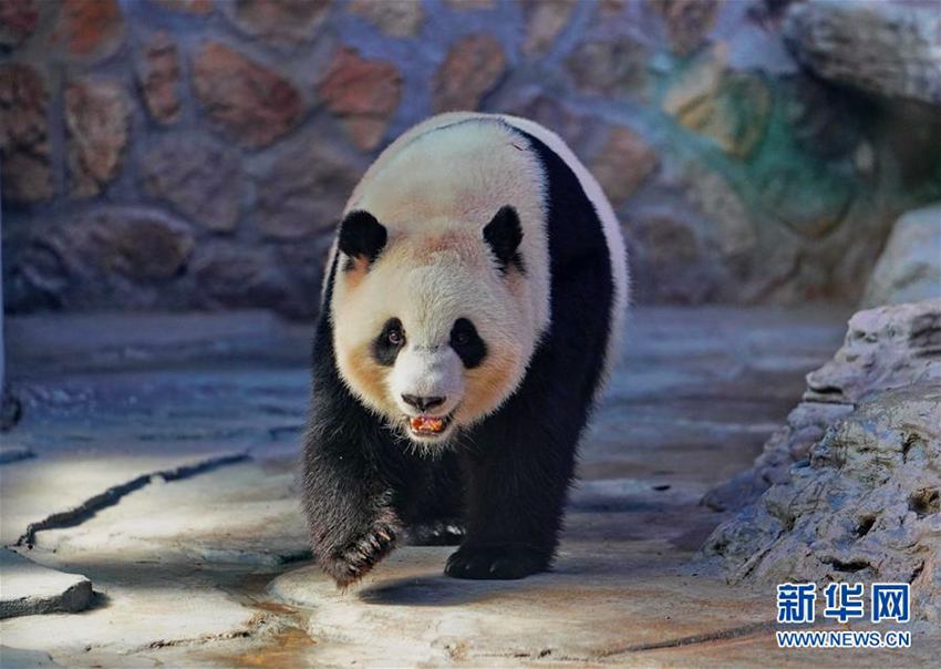 高清:四只大熊猫“做客”河北
