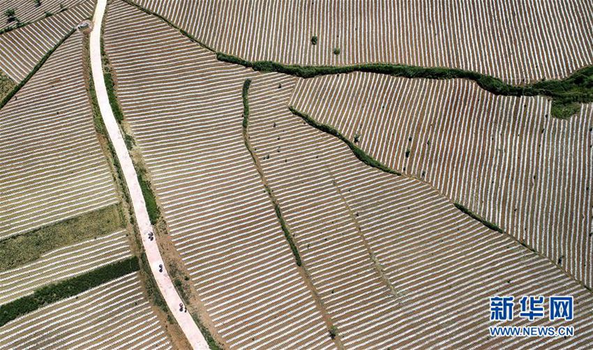 【高清】陕西洛南:锦绣大地蕴丰收