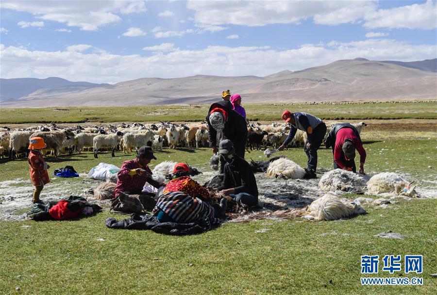 6月22日,日喀则市仲巴县拉让乡唐西村牧民达瓦次仁一家在给山羊剪羊毛