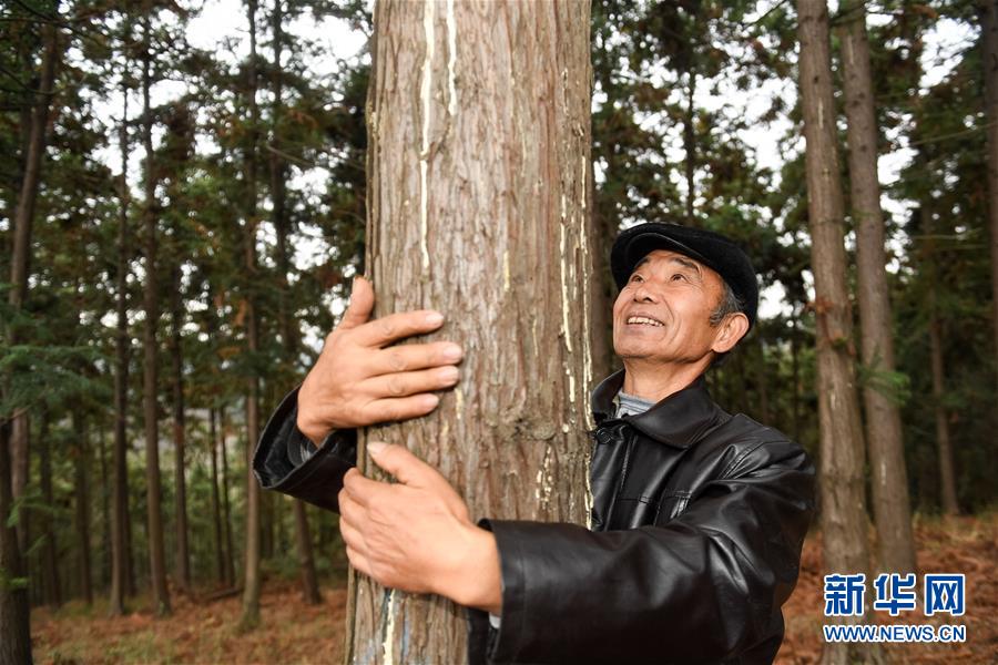 12月5日,在滁州市皇甫山国有林场,高青旺抱着一棵自己30多年前栽种的