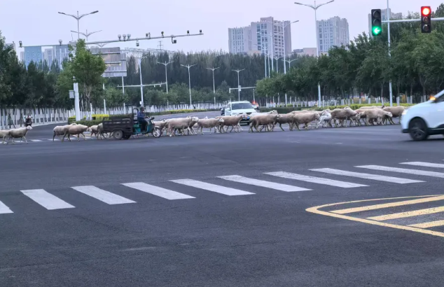 网友供图