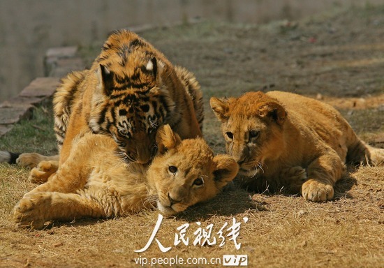 武汉:小老虎小狮子交朋友 动物园欲孕育狮虎