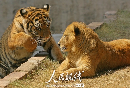 武汉:<em>小老虎</em>小狮子交朋友 动物园欲孕育狮虎